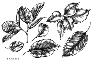 Vector set of hand drawn black and white ficus