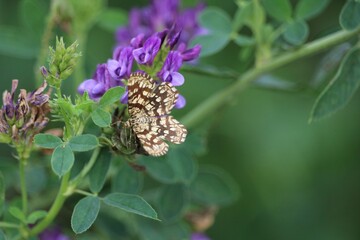 Géomètre à barreaux
