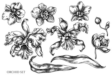 Vector set of hand drawn black and white orchid © Sad