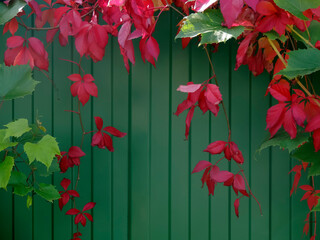 Striped green background with the texture of a metal fence with red and green leaves.