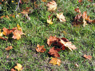 Autumn maple leaves on the green grass of the lawn. Natural autumn background.