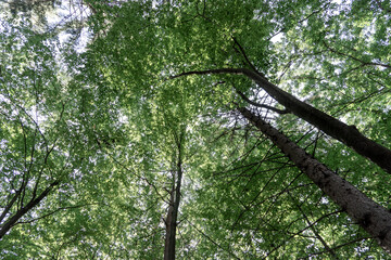 Fototapeta premium Looking up. Background texture, tops of deciduous trees