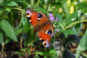 peacock butterfly 