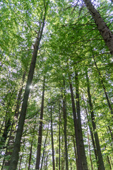 Fototapeta premium Looking up. Background texture, tops of deciduous trees