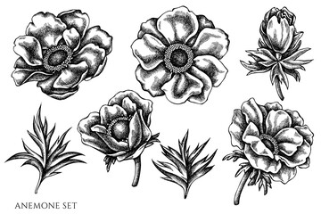 Vector set of hand drawn black and white anemone