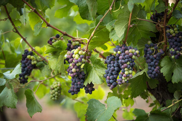 grapes on vine