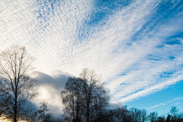 A trees with bare branches on the background of the cloudy sky
