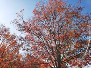 Red Tree