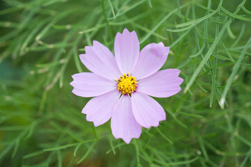 Obraz premium pink flower