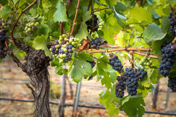 bunch of grapes