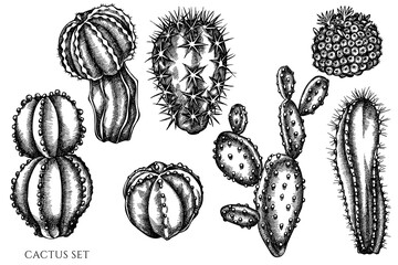 Vector set of hand drawn black and white cactus © Sad