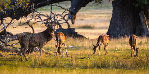 A red deer stag watches whilst some doe graze beneath the trees