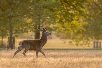 A young stag walks gracefully across the meadow in the soft, early morning sunlight