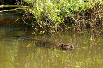 Beaver photo stock. Beaver eating in the water displaying brown fur coat, body, head, eye, ears, nose, paws, claws with a green foliage background and in its habitat and environment. Image. Picture. 