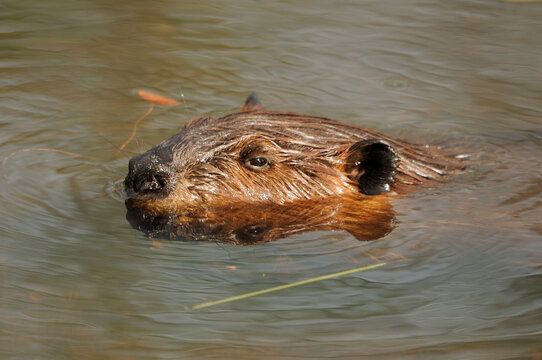 Beaver  photo stock. Beaver head close-up profile in the water displaying  its brown fur, head, eye, ears, nose, with a water background in its habitat and environment. Image. Picture. Portrait.