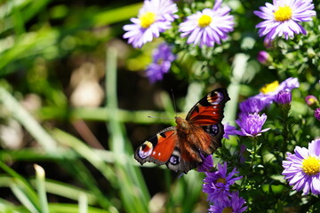 butterfly on a flower
