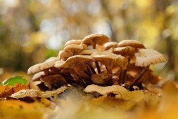 Pilzgruppe am herbstlichen Waldboden