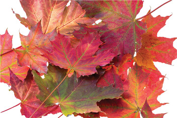 Close up macro view of gorgeous red maple leaves isolated on white background. Autumn concept. 