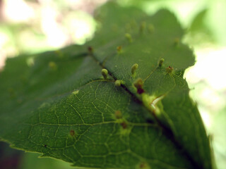 Les galles qui se développent sur les feuilles d'un arbre malade 