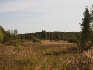 Autumn landscape. Field road among withered grass. In the distance there is a fir forest.