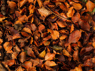 texture of a leaf ground in the forest