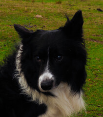 Border collie dog in the mountains