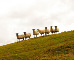 Naklejka na ściany i meble Some sheeps in the mountains