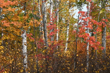 Fall landscapes with colorful scenes on the Superior Hiking Trail, Minnesota. 