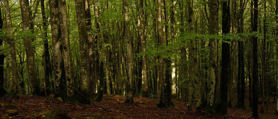 Fototapeta na wymiar view of the forest trees