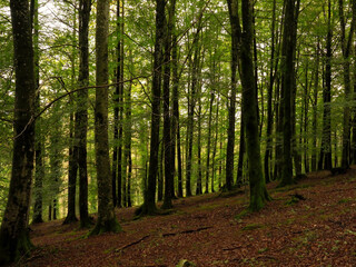 Obraz premium view of the forest trees