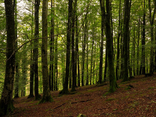 view of the forest trees
