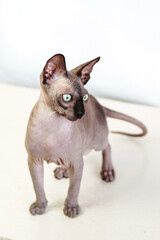Full-length Canadian Sphynx with green eyes. Hairless hypoallergenic cat.
