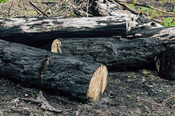 Burnt wood texture, coals. Consequences of a forest fire.