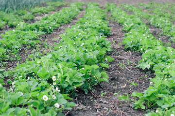 Fototapeta na wymiar Rows of flowering strawberry bushes on a farm.