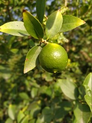 lemon on tree