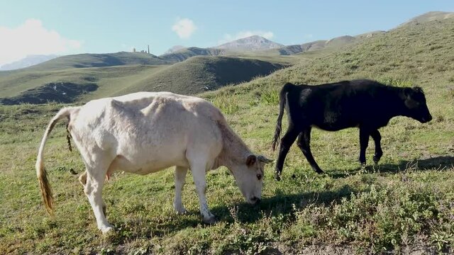 Cows walking on green meadow in mountainous terrain on sunny day. Animals grazing on hill in summer. White cow poops and eats grass.