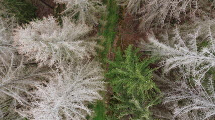 Wald mit Borkenkäfer