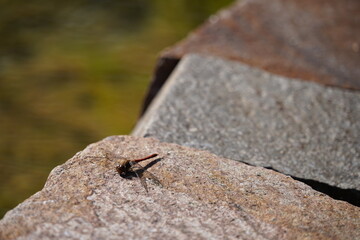 firefly on a rock