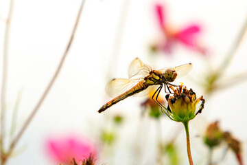初秋のトンボと赤い花