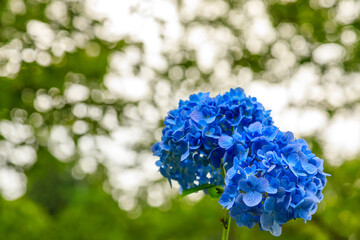 初秋の青いアジサイ