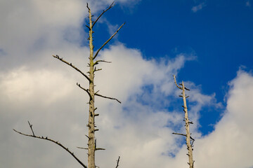 ２本の古い枯れ木と初秋の青空