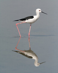 Black-winged Stilt and it's reflection