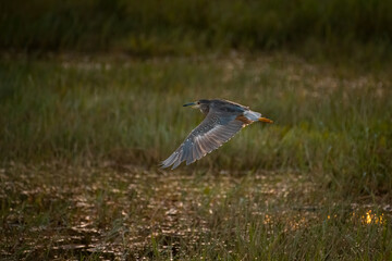Juvenile Black-crowned night heron in flight