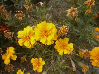 yellow flowers in the garden