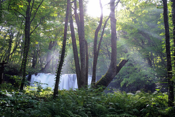 Fototapeta premium Oirase river in Aomori, Japan