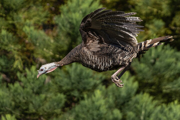 Wild turkey flying in-flight.