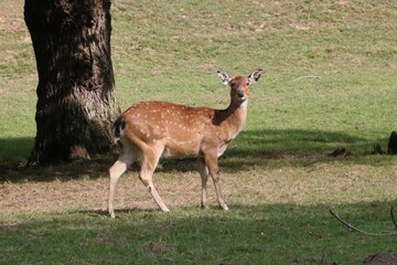 Antilope Nilgaut