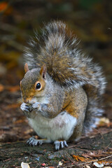Squirrel munching