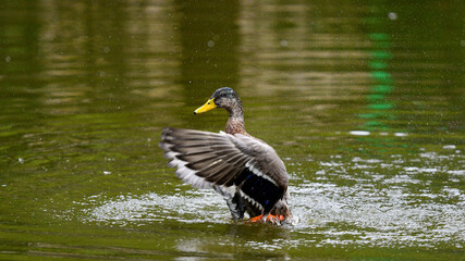 Duck bath