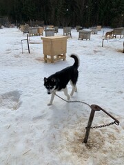 Husky of dog sledding in Laurentides, Kanatha Aki resort, Val-des-Lacs, Quebec, Canada